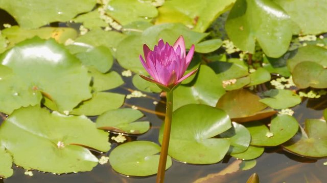 Purple pink water Nymphaea in a pond with a fountain. Water garden. Beautiful flower. Vietnam.