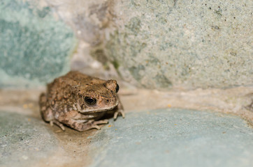 kleiner frosch grossansicht