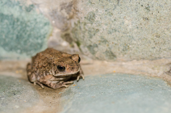 kleiner frosch grossansicht