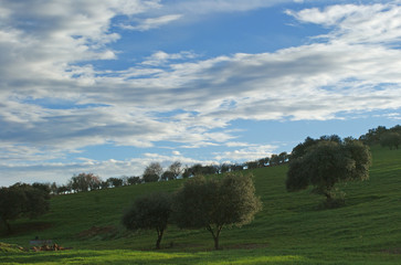 Oaks on green meadow with cloudy blue sky (2)