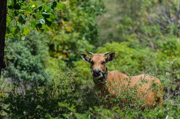 stier am strand schaut