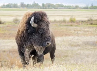 Fotobehang Close-up van een wilde Amerikaanse buffel (Bison bison) © RbbrDckyBK