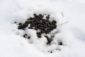 Droppings of deer on snow in winter
