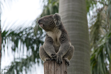 Amazing koala is sleeping on the branch of the tree