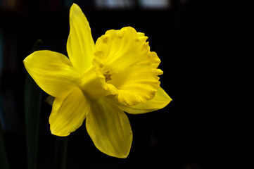 Yellow flower narcissus daffodil isolated over black background © Shanserika