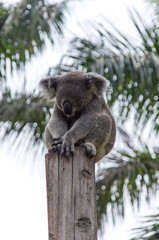 Amazing koala is sleeping on the branch of the tree