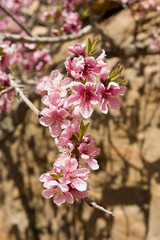 Cherry tree blossoming and growing in the wild