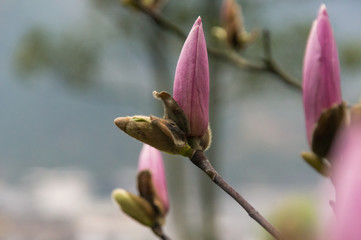 The blossom of the pink plumeria bud in spring, China