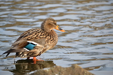 Duck/Duck standing on the bank of the river