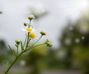 white flower blur background