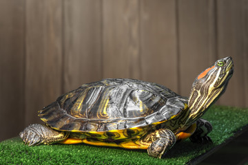 Red-eared slider turtle.