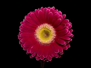 Pink gerbera flower on black background