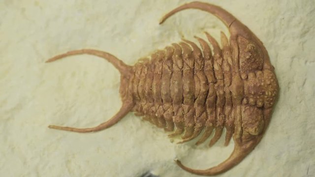 Trilobite Fossil Close Up