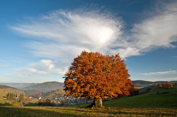 Goldener Herbstbaum im Schwarzwald