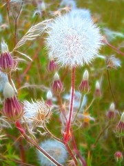 Wild Flower - Fractal Art