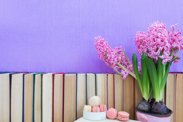 Many different books on violet wall. Flowers pink hyacinth. White and pink sweet delicious...
