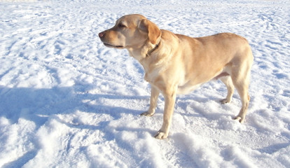 The dog and its shadow. Dog breed Labrador, a partner and a friend.
