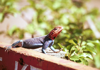 Common agama, Lake Nakuru National Park, Kenya