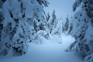 Winter landscape in the fir forest