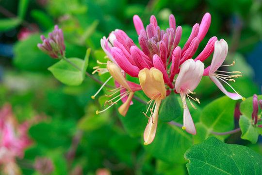 Honeysuckle Vine Growing In The Home Garden.