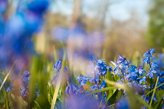 Endlich Fr&uuml;hling: Leuchtender Blaustern im April, Scilla, Bl&uuml;ten, winterharte Fr&uuml;hbl&uuml;her, Wildblumen, sonniger Fr&uuml;hlingstag