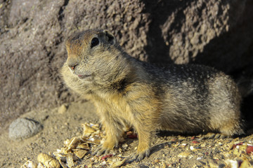 Arctic ground squirrel with the big cheeks staying on rocks and eating nuts. Kamchatka, Russia