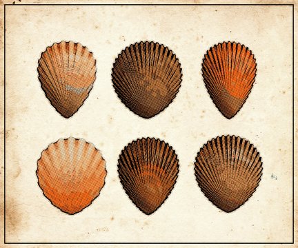 Set of  scallops shell  - halftone  vintage   poster