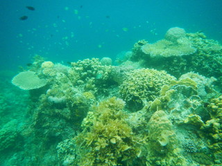 Fototapeta na wymiar Coral reef, El Nido, Philippines