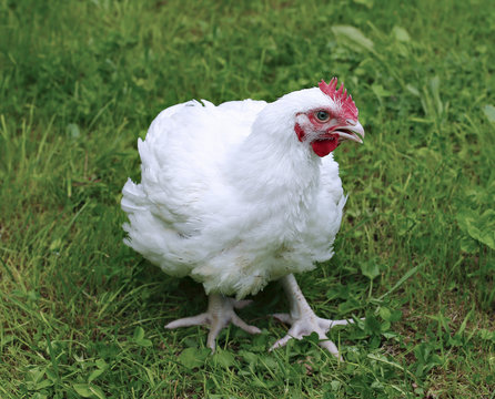 Broiler chicken walks on a green lawn