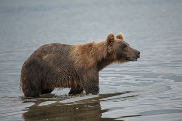 Fototapeta premium Bear looks for fish in water