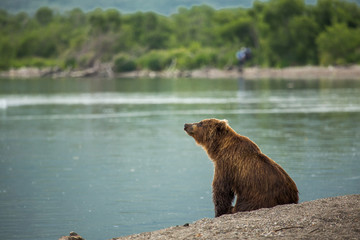 Obraz premium Bear looks for fish in water