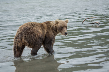 Obraz premium Bear looks for fish in water