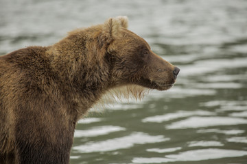 Obraz premium Bear looks for fish in water