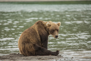 Obraz premium Bear looks for fish in water
