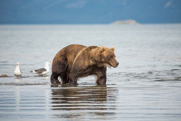 Obraz premium Bear looks for fish in water