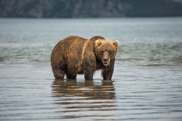 Obraz premium Bear looks for fish in water