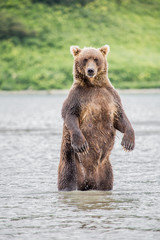 The bear stands on its hind legs