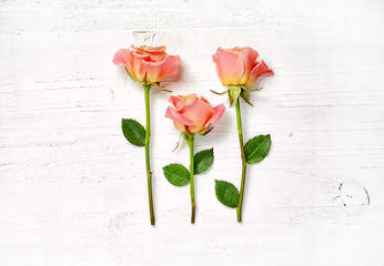 pink roses on white wood background