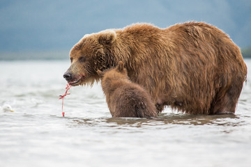 Obraz premium The bear was caught and eat fish salmon