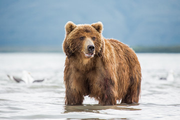 Bear looks for fish in water