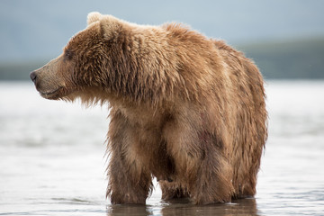 Fototapeta premium Bear looks for fish in water