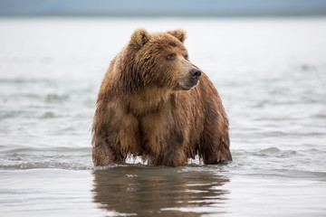 Bear looks for fish in water