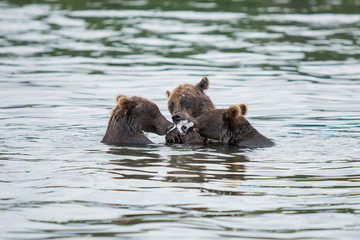 Obraz premium The bear was caught and eat fish salmon