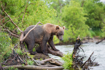 Bear looks for fish in water