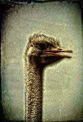 Ostrich Emu  - grunge  vintage   photo