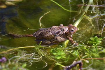 Krötenpaar im Teich bei der Paarung