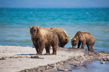 The family of bears, mother caught a fish