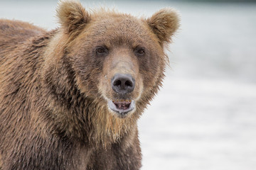 Bear hunts for fish salmon