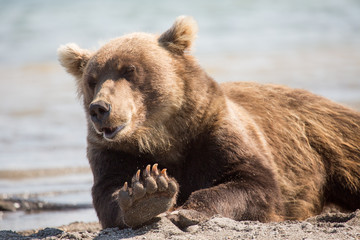 Bear lies on the shore of the lake
