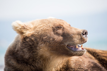 Portrait of a bear, shot from close range